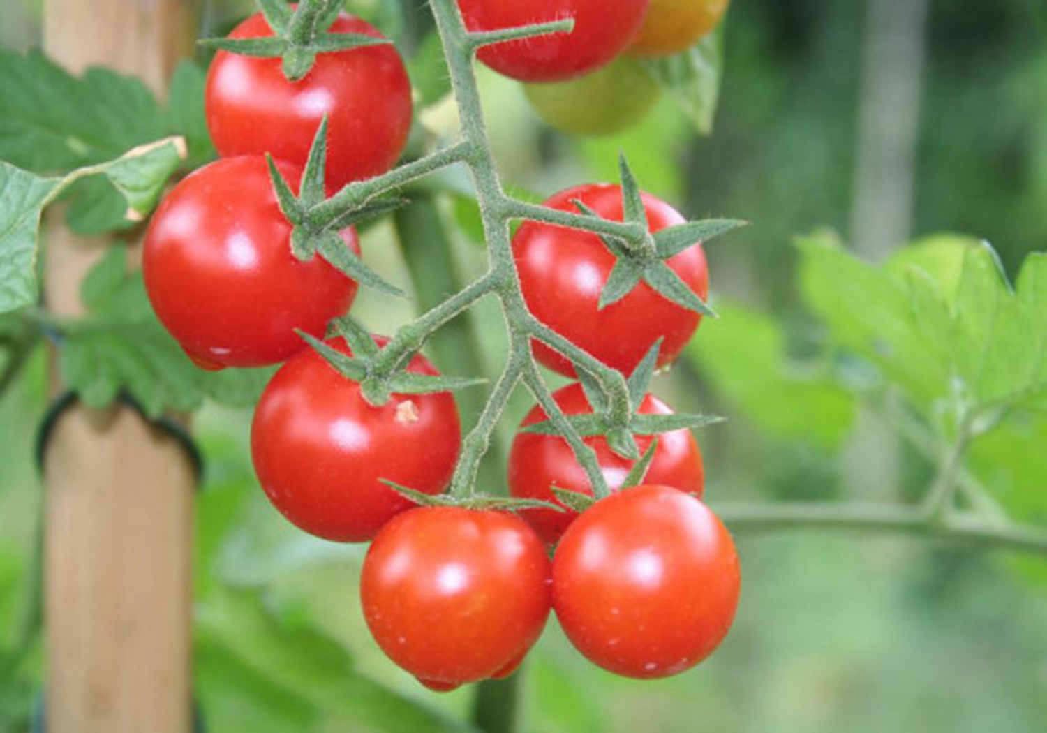 西红柿移栽的管理方法视频,西红柿移苗标准是怎样的