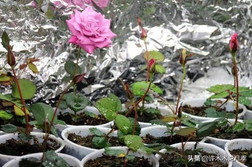 月季修剪后黑杆怎么处理,月季黑杆最好的治疗方法