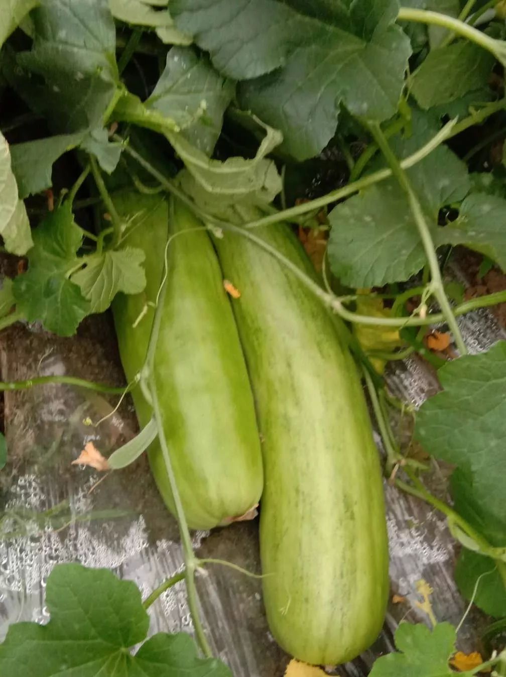 江阴附近生态园葡萄采摘,江阴申港采摘园