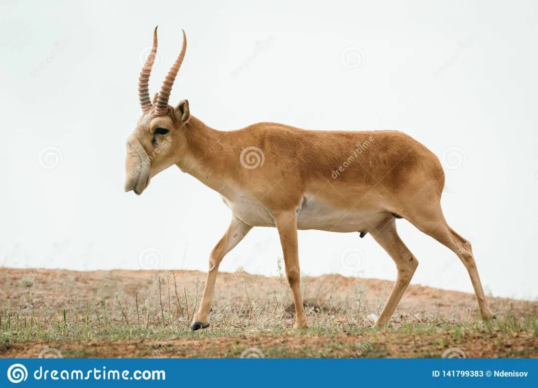 野生动物犯罪数额,收受野生动物量刑标准