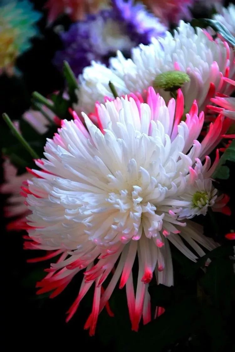 花中四君子菊花国画用笔,花中四君子菊花高清图片