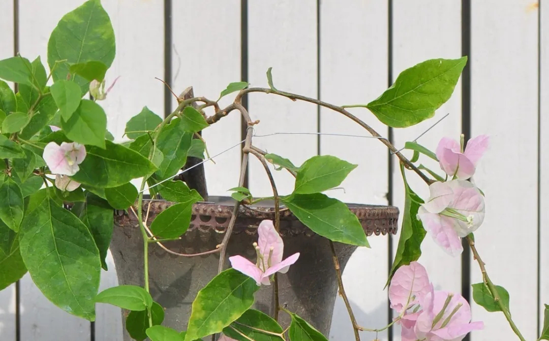 三角梅牵引爬墙修剪,三角梅垂枝牵引