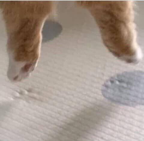 今日萌图,仓鼠身上长了疑似肿瘤的东西