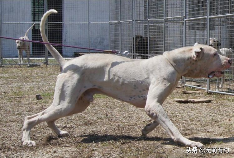 库达犬vs土佐犬咬合力,公认十大最好养的猛犬