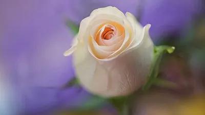 王正龙中医讲座视频,王正龙中医著作