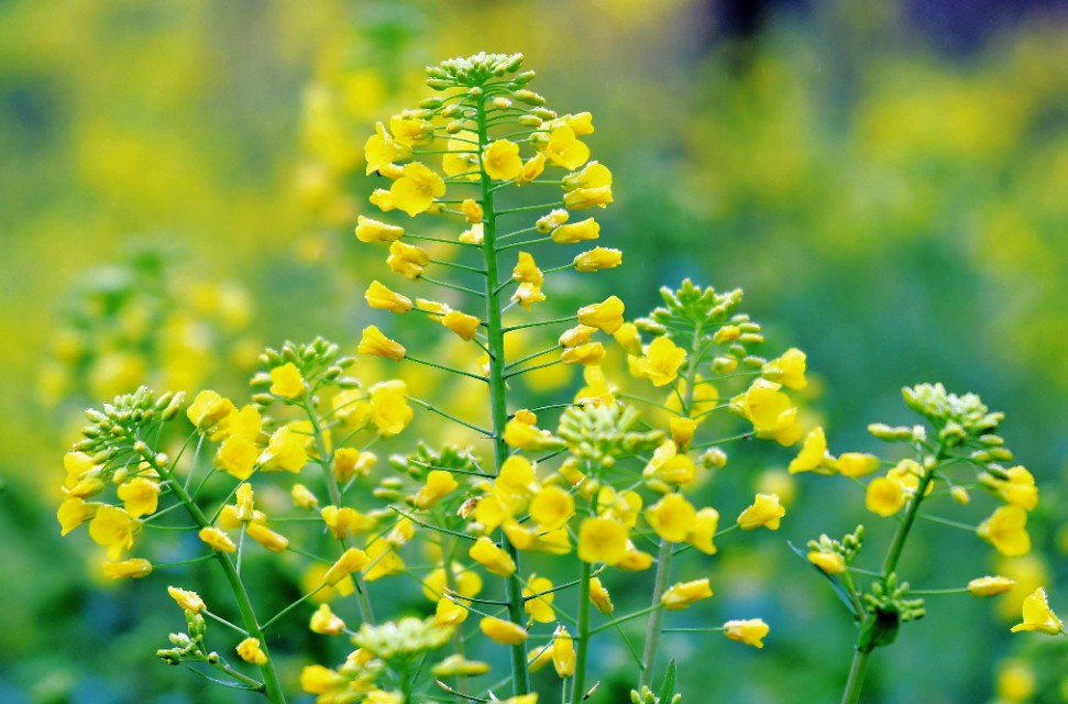 春雨江苏东台,春雨江苏无锡