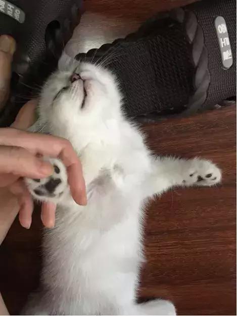 史上最走心的养猫攻略，内附大量经验之谈，全篇干货