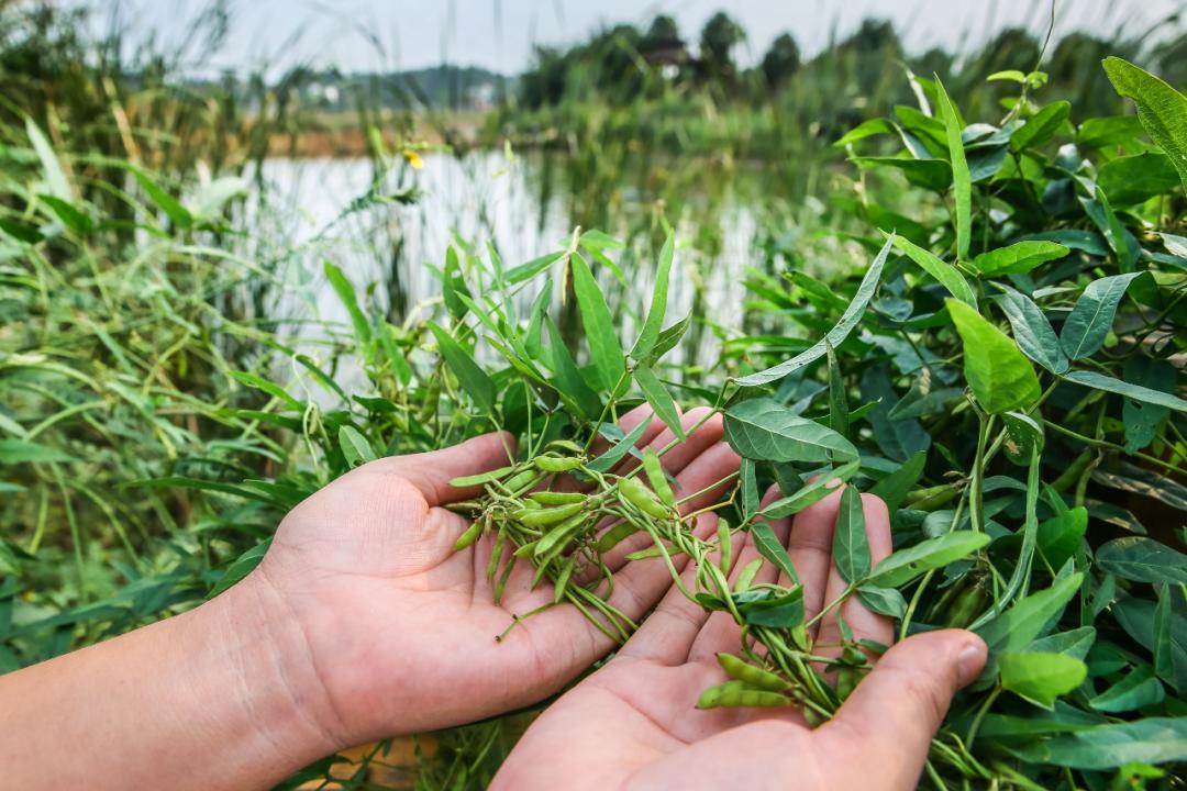 安徽发现的野韭菜,安徽发现野韭菜