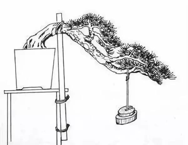 真柏盆景嫁接枝条什么时候拿弯,盆景三弯九拐枝条布局