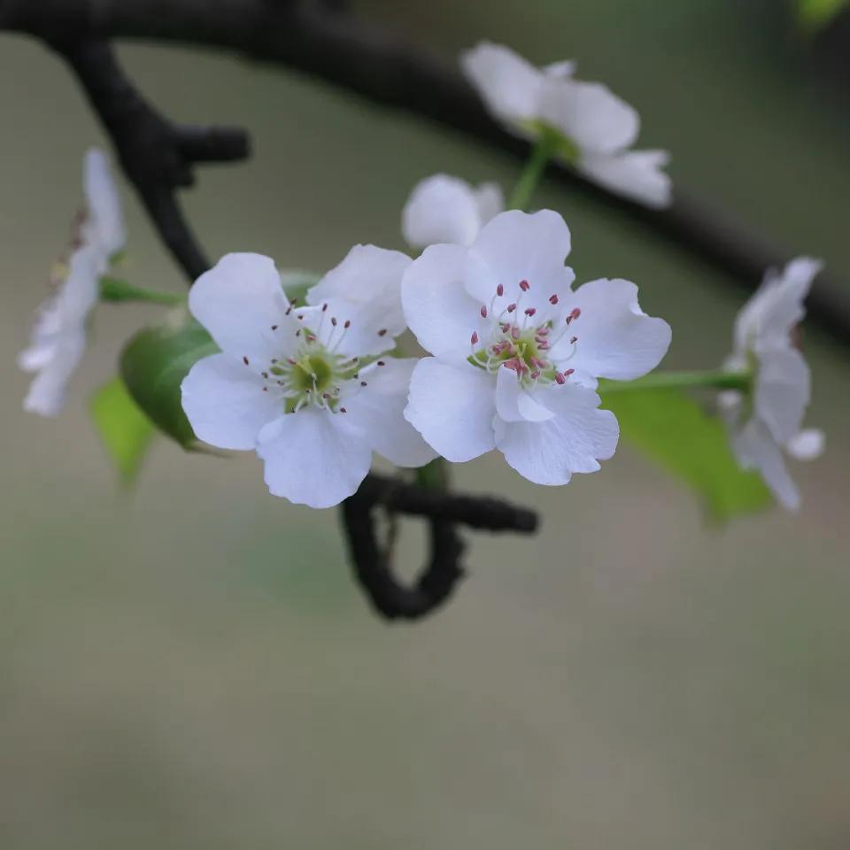 雨打梨花深闭门解析,雨打梨花深闭门忘了青春误了青春