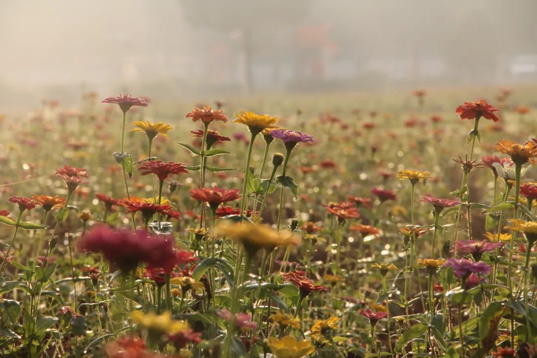 美哭了！小学校长为学生种了一片花海