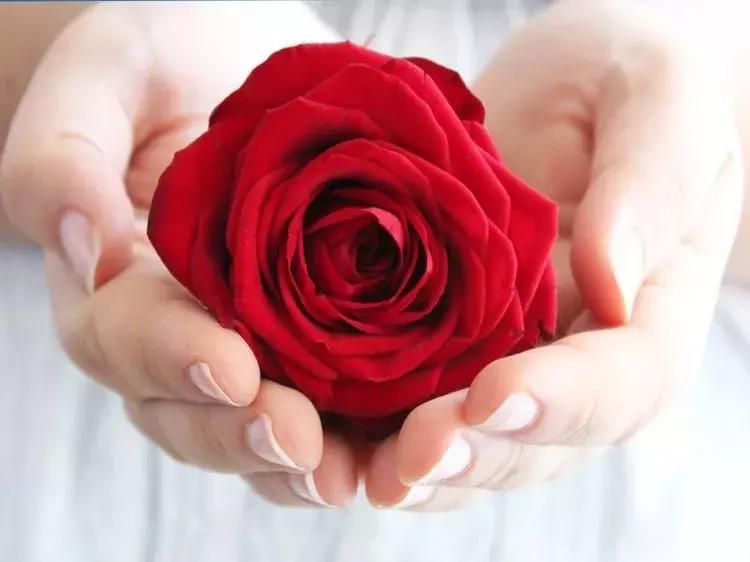 玫瑰大全|说到玫瑰只能想到红玫瑰的,建议你好看看本文!