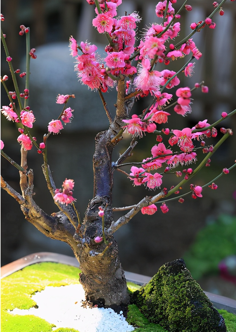过年好看的年宵花,传统年宵花有哪些