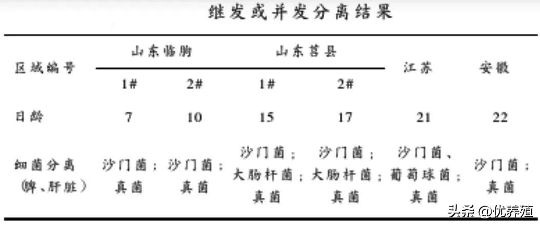 肉鸭大舌头病是怎么回事,肉鸭大舌头二十多天怎么治