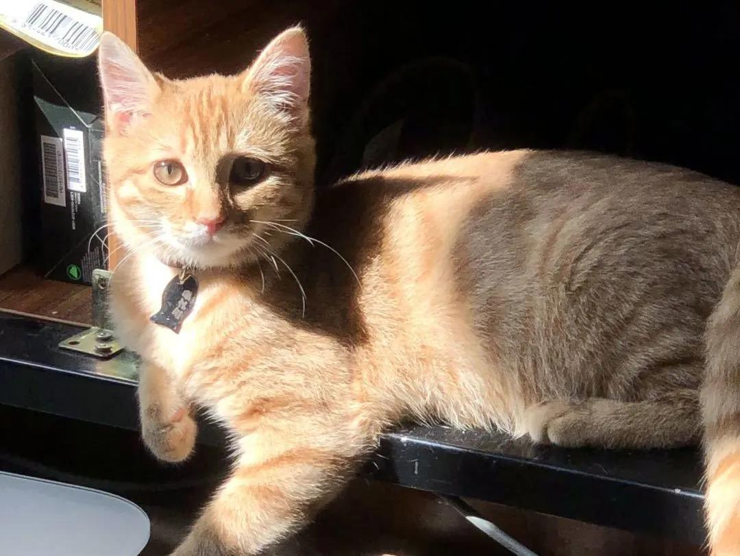 跟着我们猫狗大联盟，你会有喵的！黄阿姨猫咪领养专场