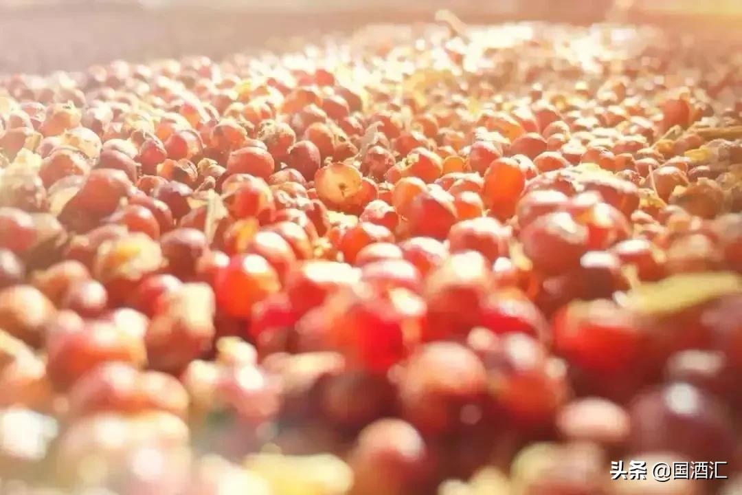 高粱和小麦酿酒口感好吗,高粱和小麦一起酿酒好喝吗