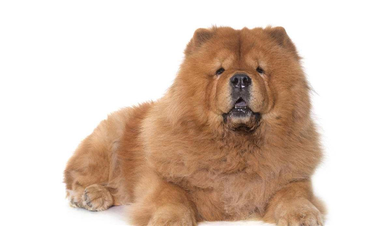 狗狗长小疙瘩,狗狗长皮肤病还会长出新毛吗