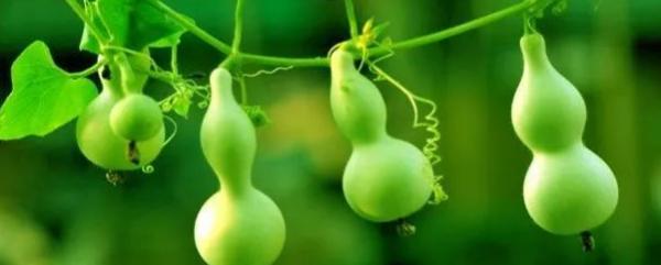 葫芦怎么种植在阳台上,葫芦怎么种植全过程