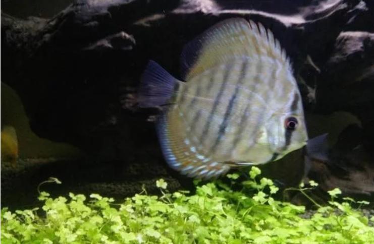 七彩神仙鱼黑体如何治理,七彩神仙鱼饲养难度