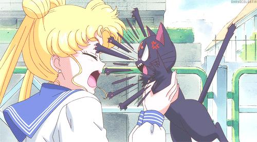 中华田园猫黑猫绿眼,中国田园猫咪黑猫