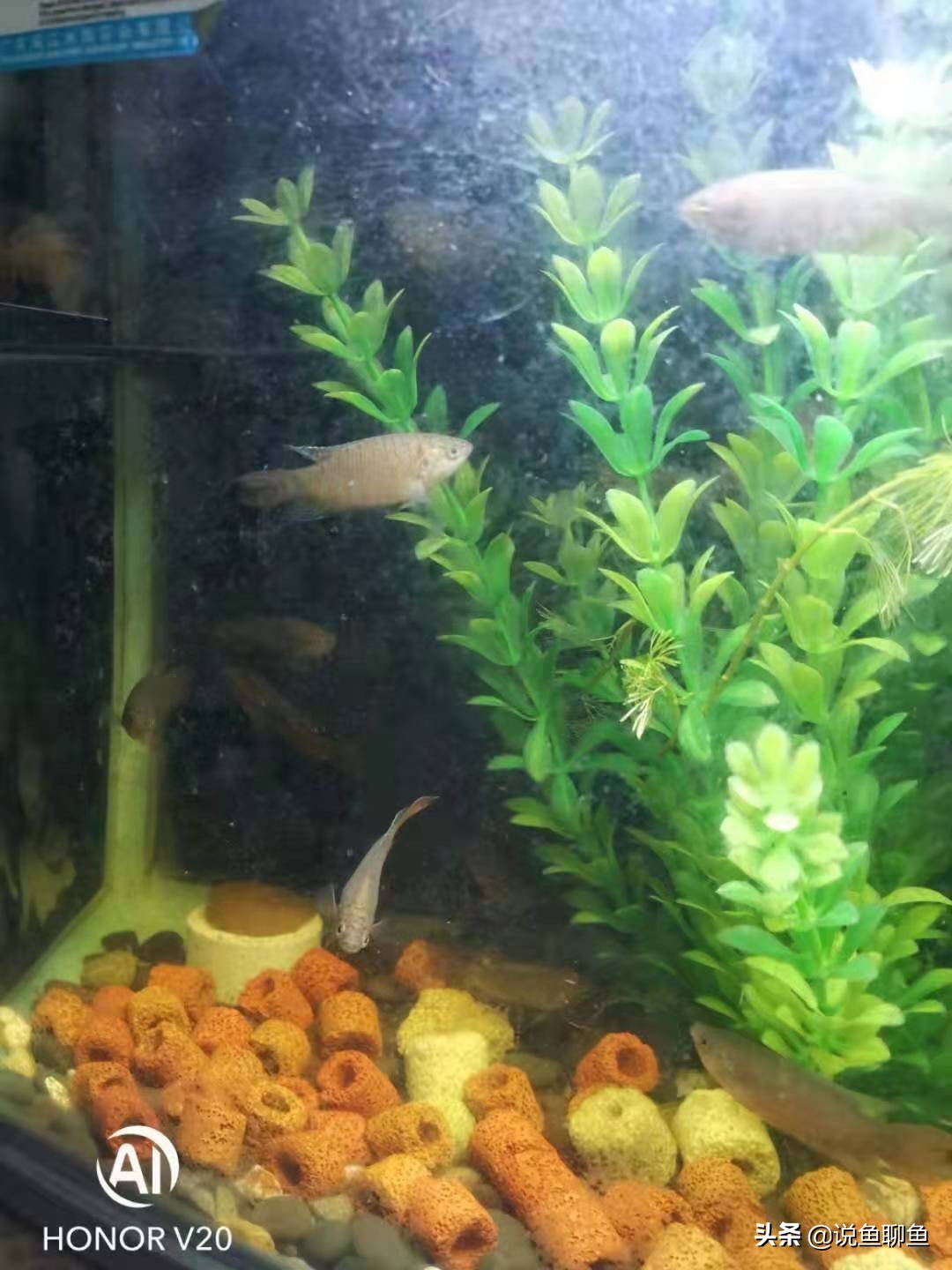 粉丝发私信求救,粉丝向主播求救