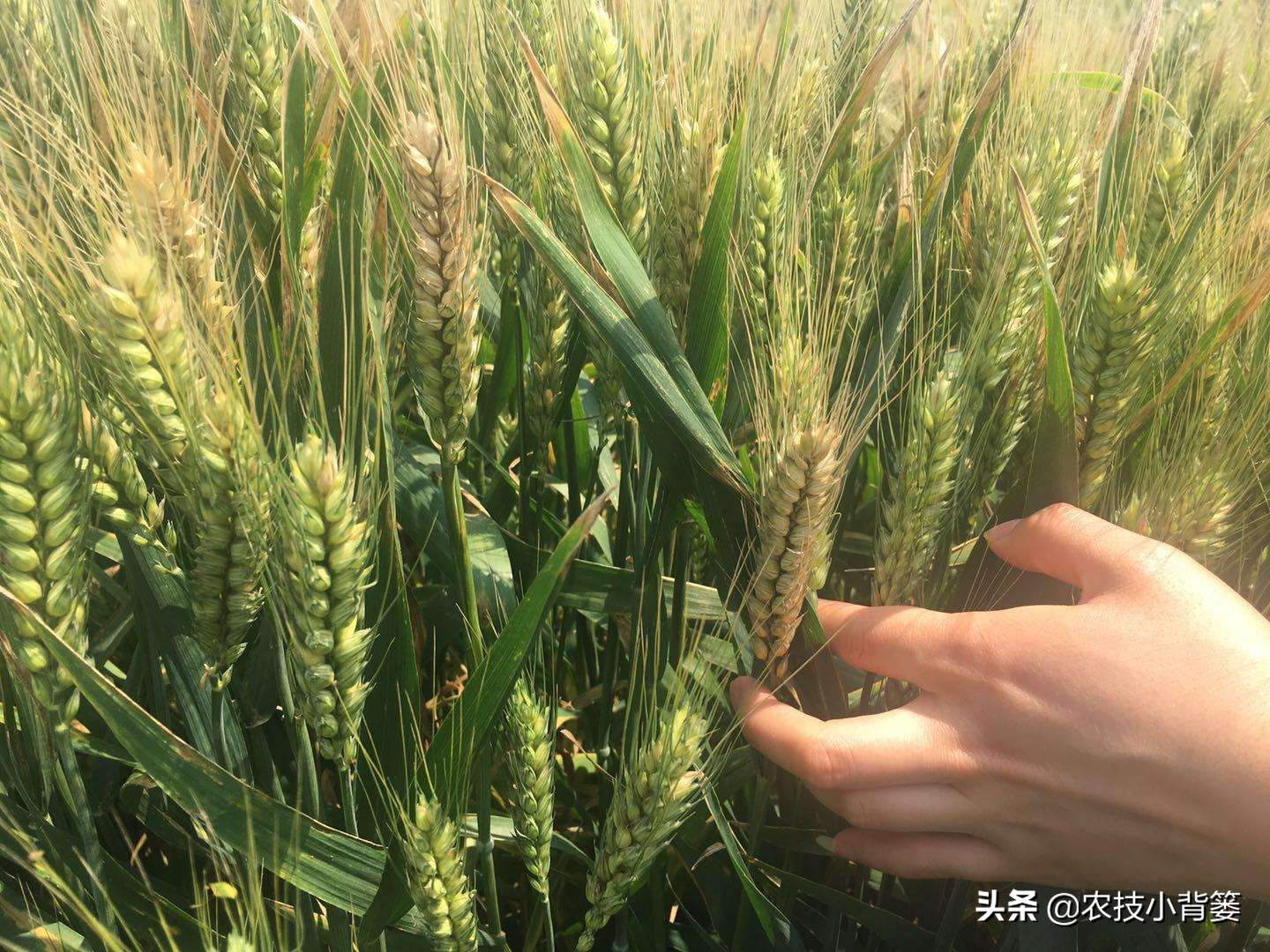 小麦赤霉病的防治最佳时间,小麦赤霉病什么时候防治最佳