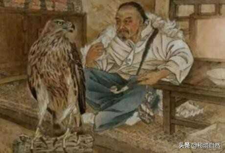 熬鹰是什么意思，最残忍的驯化方式，人与猎鹰都不睡觉意志对抗