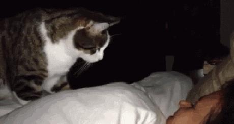 如何制止猫咪六七点叫,如何拒绝猫咪叫醒