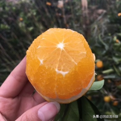 一口清甜爆汁,爆甜麻阳冰糖橙