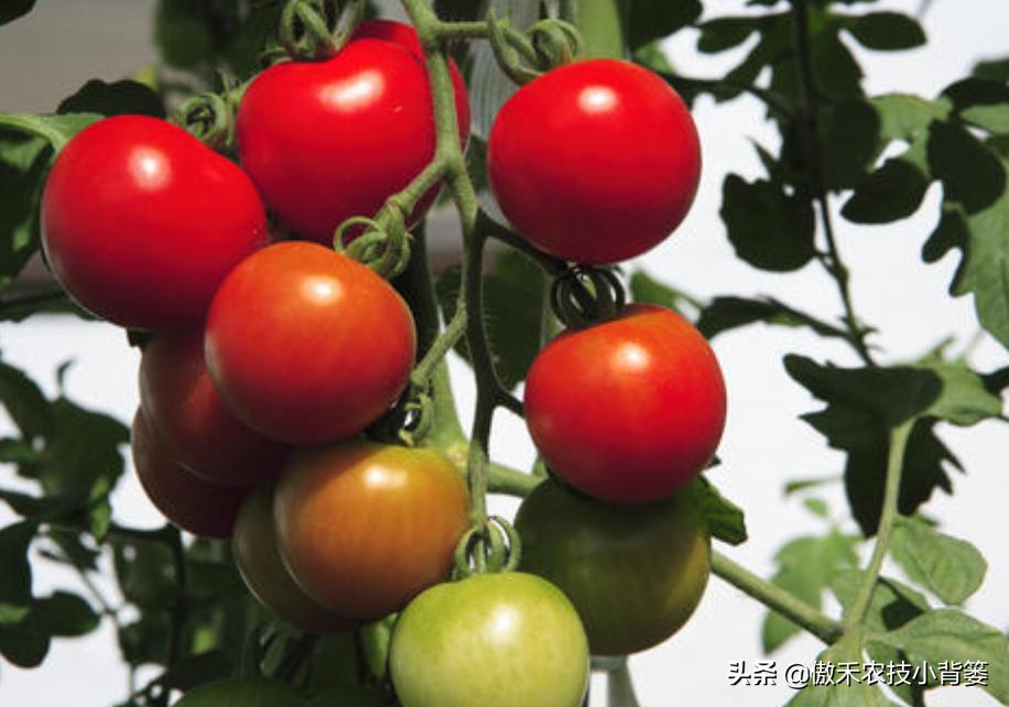 西红柿从播种到采收的视频,西红柿播种到采收需要多少天