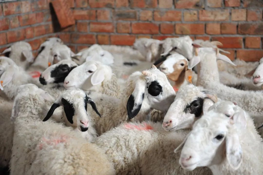 内蒙羊肉与盐池滩羊肉,新疆羊肉和盐池滩羊肉