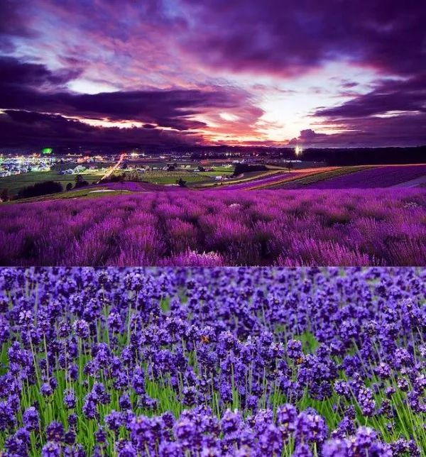 女神节有无与伦比的美丽,女神节浪漫游花海