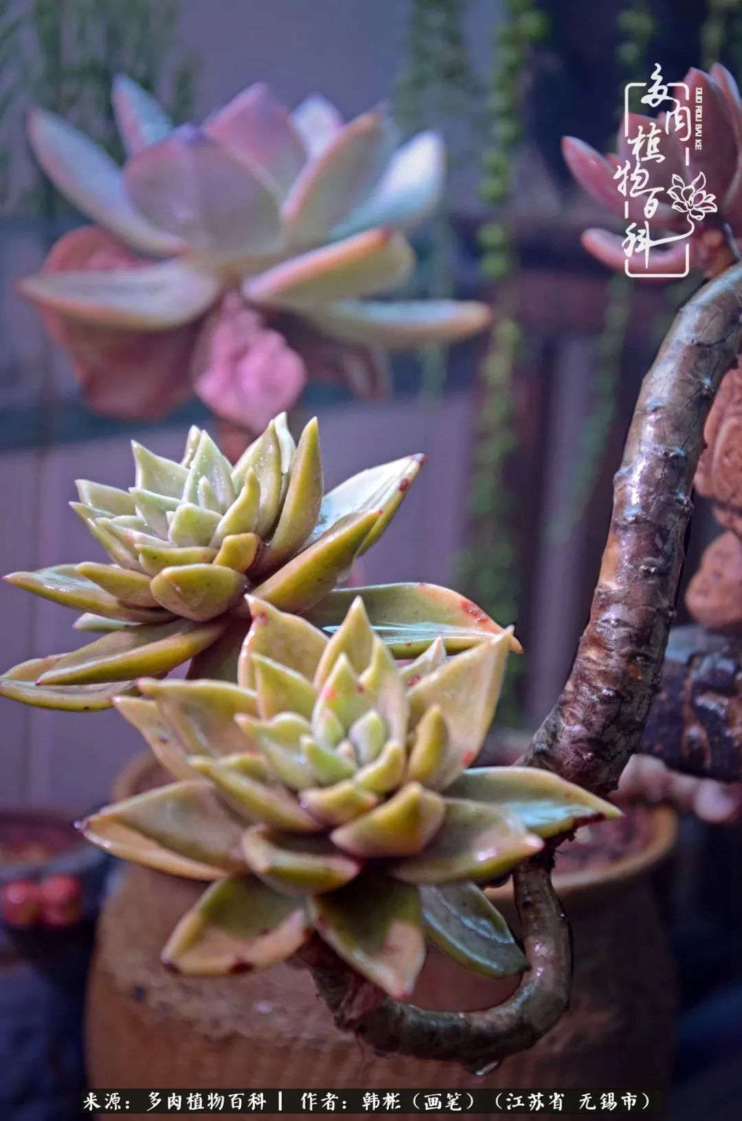 听音乐赏多肉,听音乐赏花赏美景