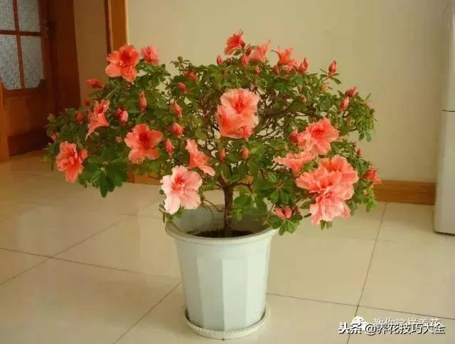 刚栽的杜鹃花蔫了怎么办,杜鹃花死了一半怎么回事