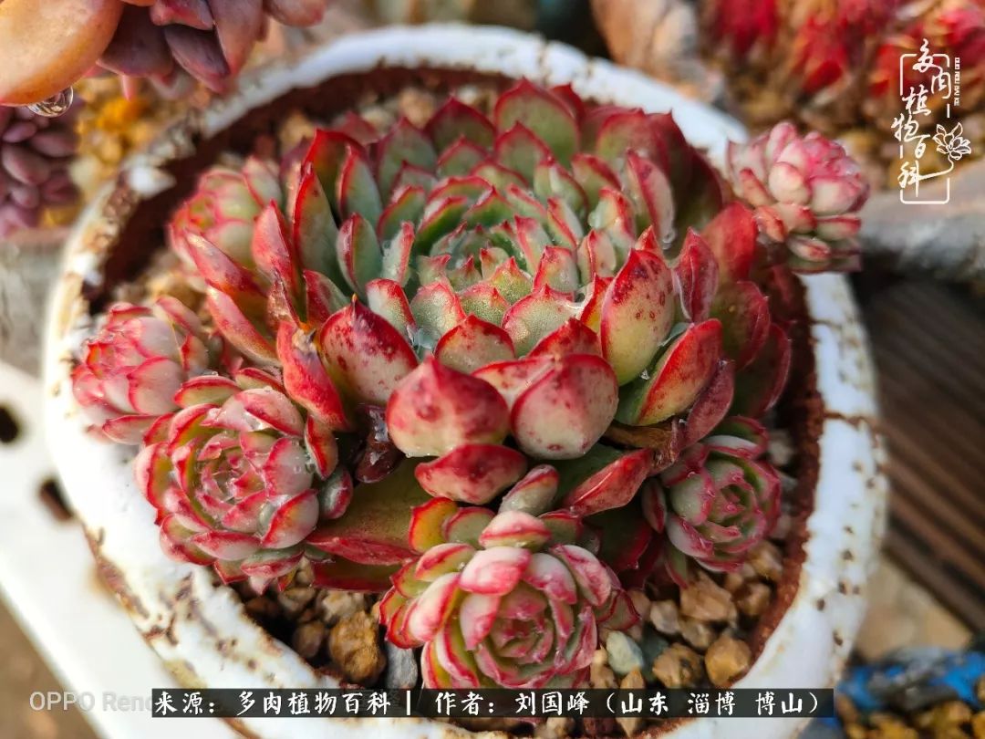 冬季室温20度以上多肉怎么养,贵的不一定就是好的便宜的