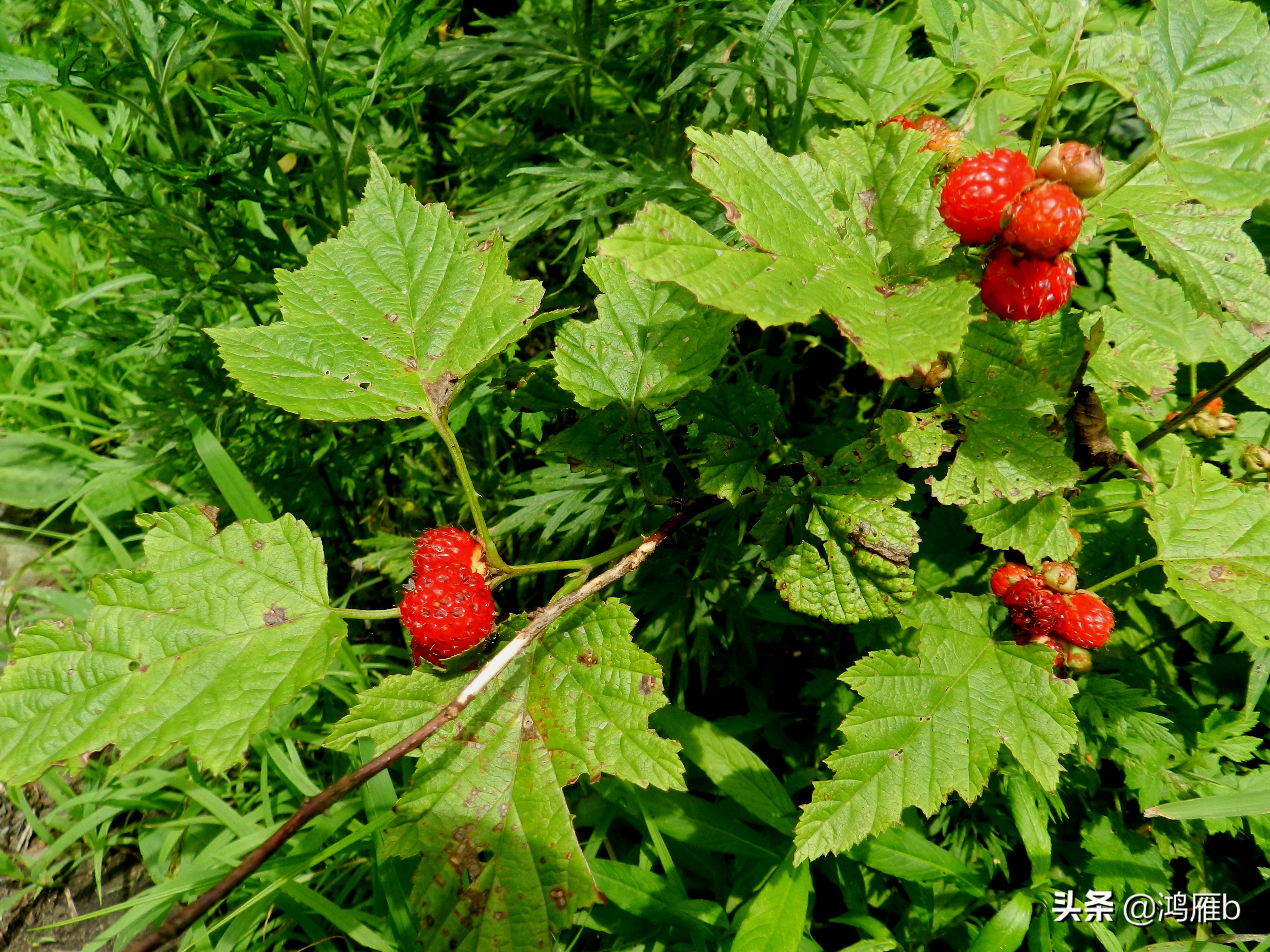 大山里的野果熟了想吃,山里的野果逐渐熟了