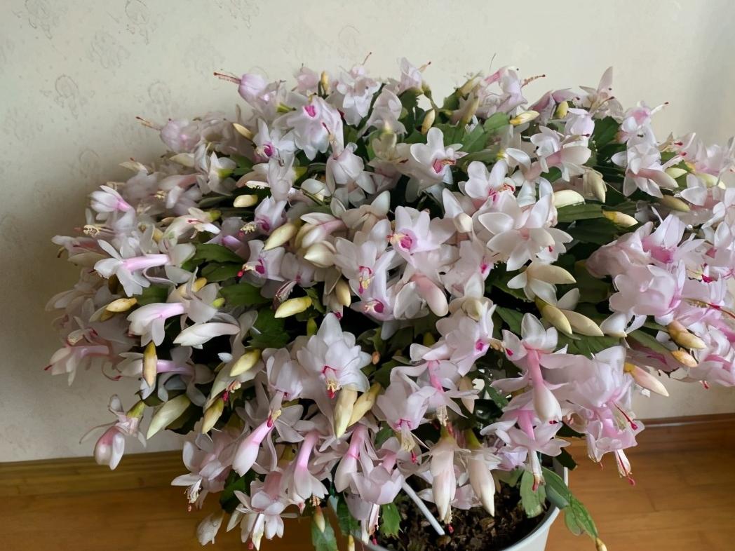 10种“吉利花”，“穷养”才能长大，越挤越壮实，越大越“旺家”