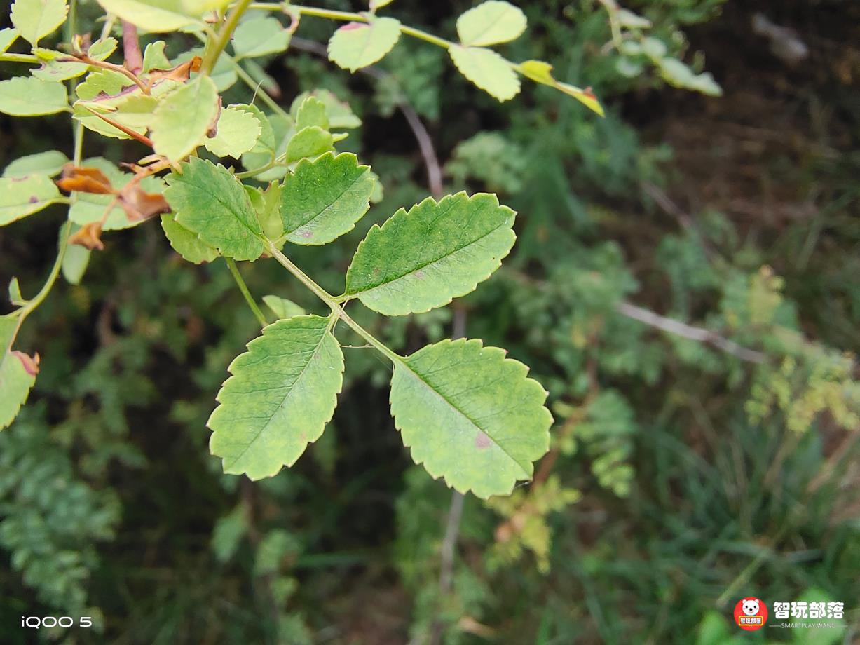 iqoo8pro性能铁三角,iqoo5用什么耳机比较好