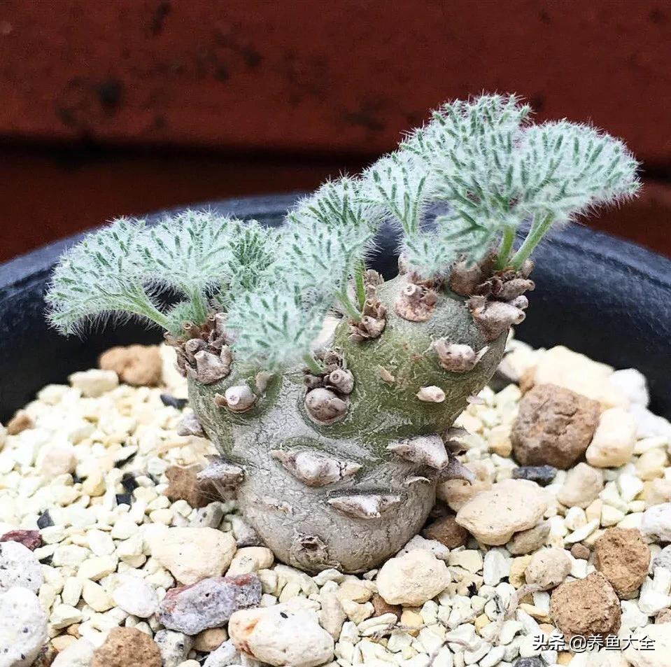 世界名贵花图片大全集,世界上最漂亮名贵的花卉