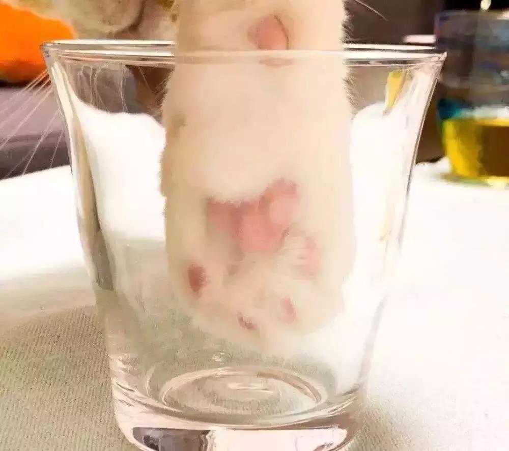 一爪踩在了“萌文化”的命脉上，俘获了老夫的少女心