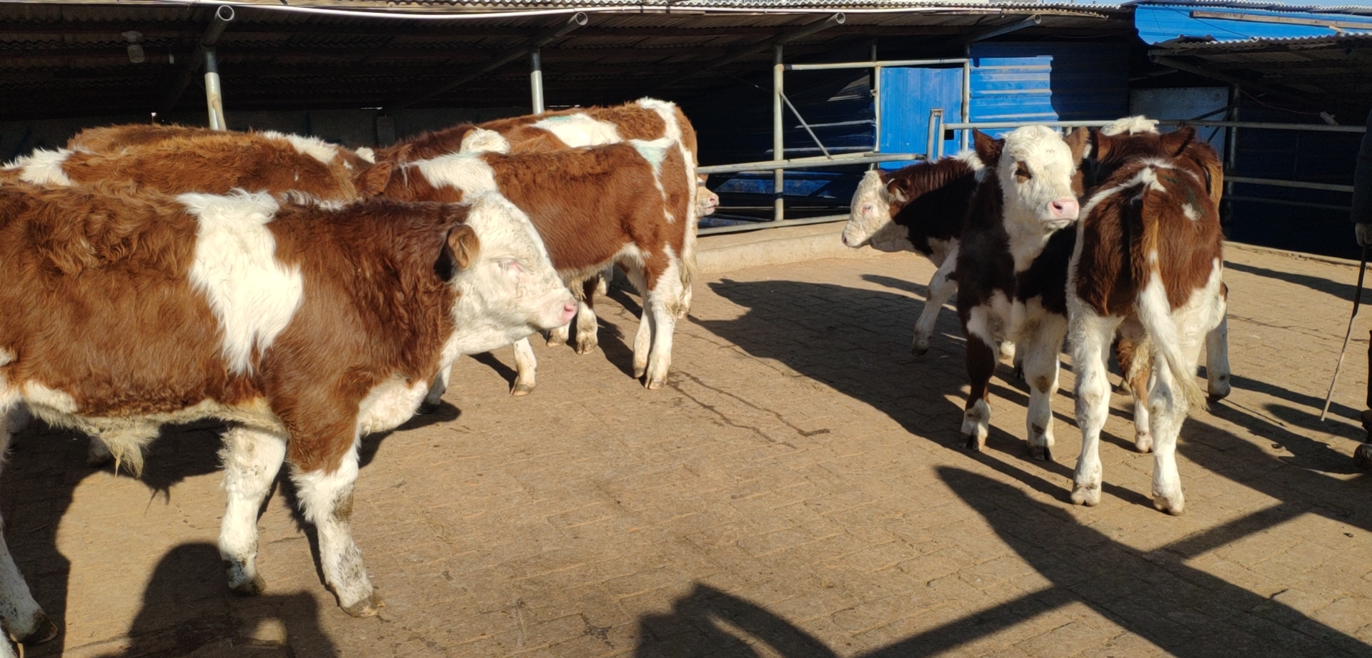 养殖处于朝阳产业的要属养牛,养牛虽然投资大,但效益同样也很大