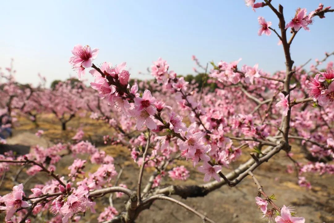 苏州赏花推荐景点有哪些,苏州赏花踏青攻略