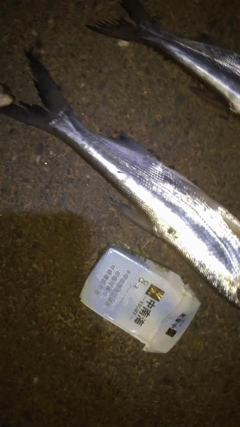 手把手教你钓翘嘴,手把手教你学会钓翘嘴