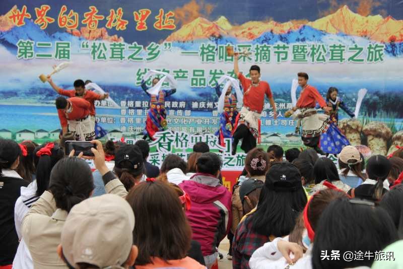 村里发展赤松茸产业助力乡村振兴,保护松茸资源助推乡村振兴