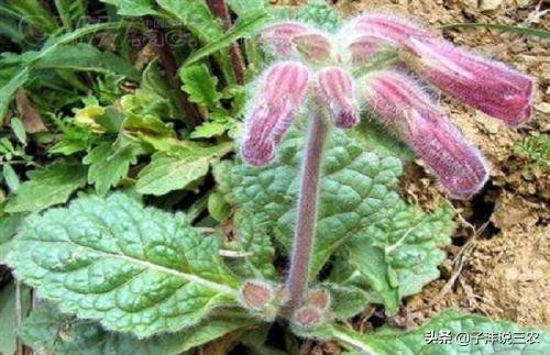 野生地黄跟种植地黄药效差别多大,种植的地黄有药效吗