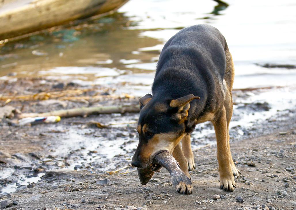 狗可以吃牛磺酸猫粮不,狗吃猫粮牛磺酸中毒