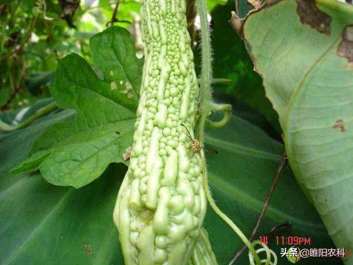 这六种虫子千万不要碰,4种虫千万不要碰