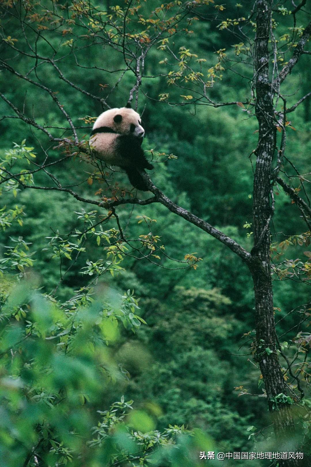 中国五大国家公园,中国十大私藏国家公园