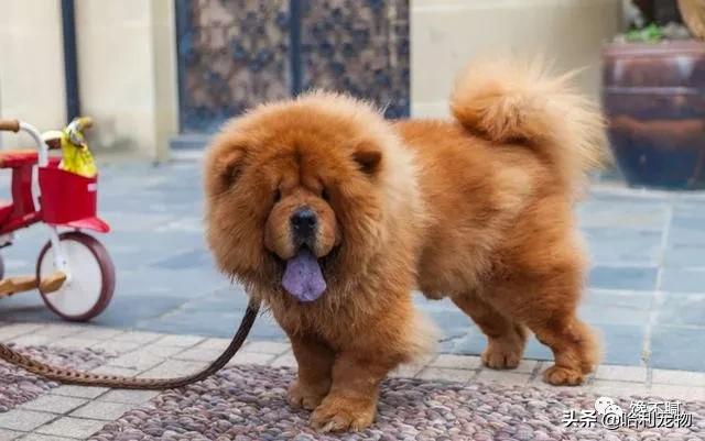 松狮犬优点和缺点,松狮犬的5大缺点劝你最好别养