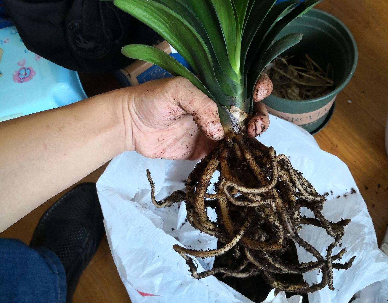 柳树枝泡水浇君子兰防烂根吗,君子兰根可用柳枝水泡吗